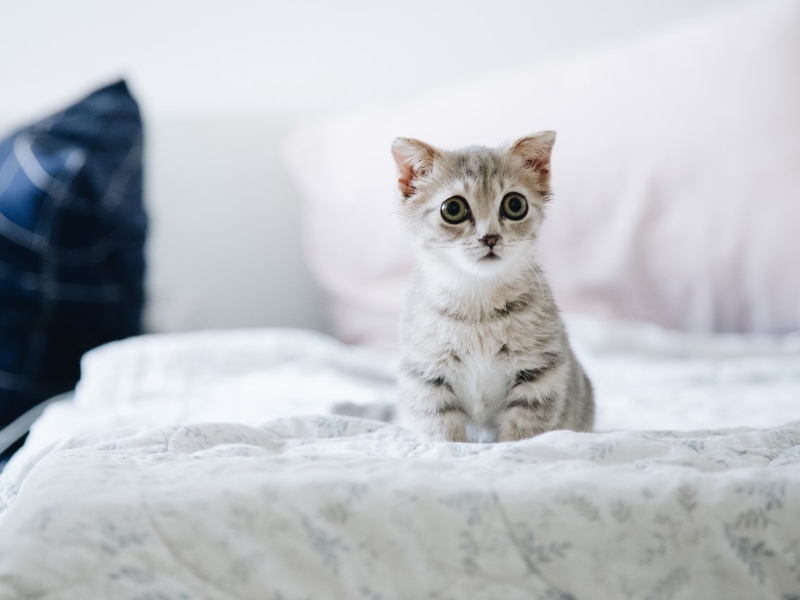 Cat Sets Off Security Alarm