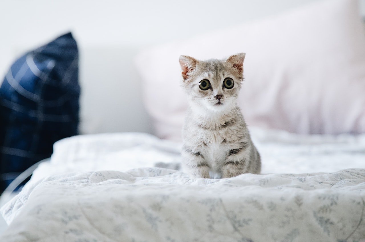 Cat Sets Off Security Alarm